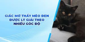 Giấc mơ thấy mèo đen được lý giải theo nhiều góc độ