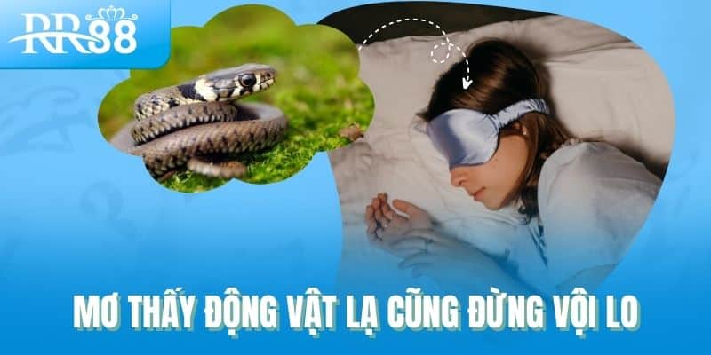 Mơ thấy động vật lạ cũng đừng vội lo